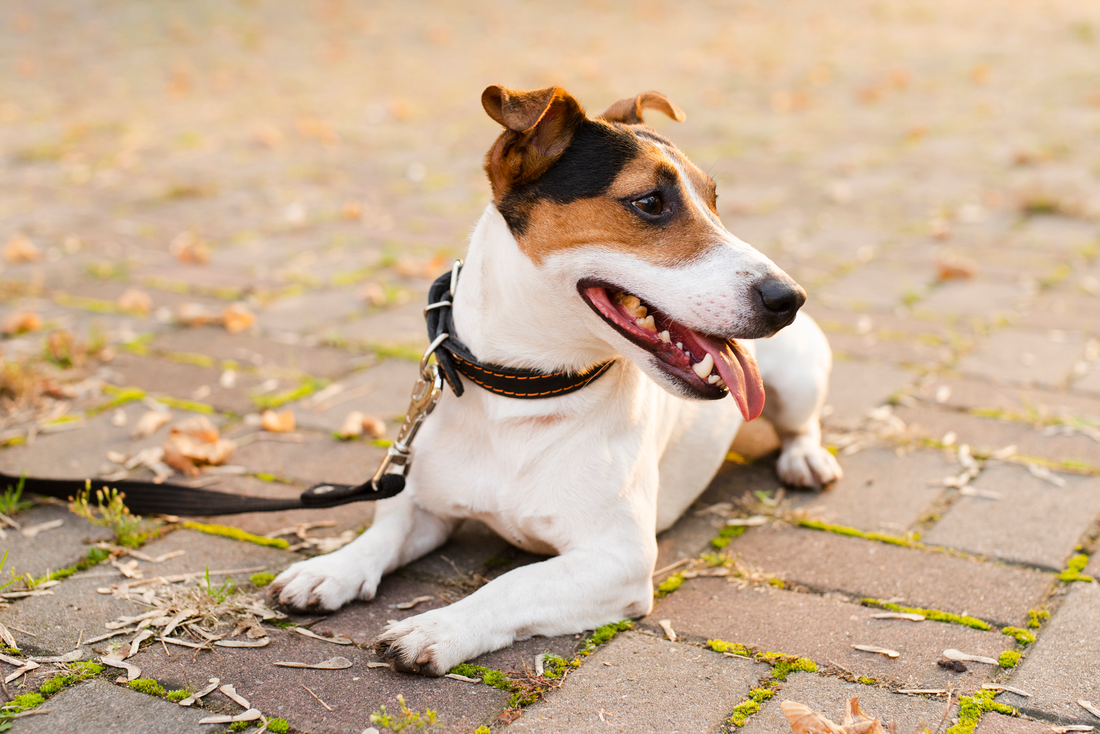 Doğru Köpek Tasma Seçimi Nasıl Yapılır?