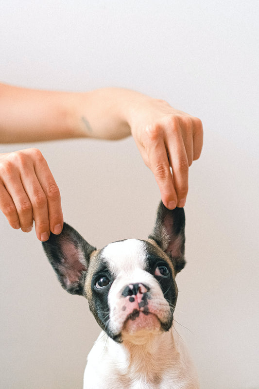 Köpeğinizi Yetiştirirken Farkında Olmadan Yaptığınız Yanlışlar