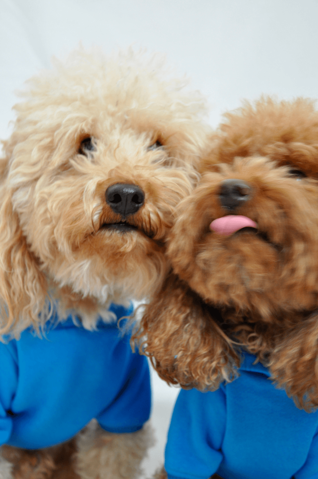 Maura Hoodie - Mavi - Pups & Itchy