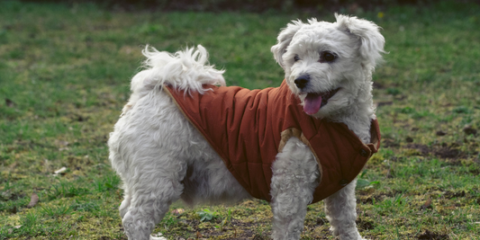 Köpek Montu Kullanmanın Faydaları Nelerdir?