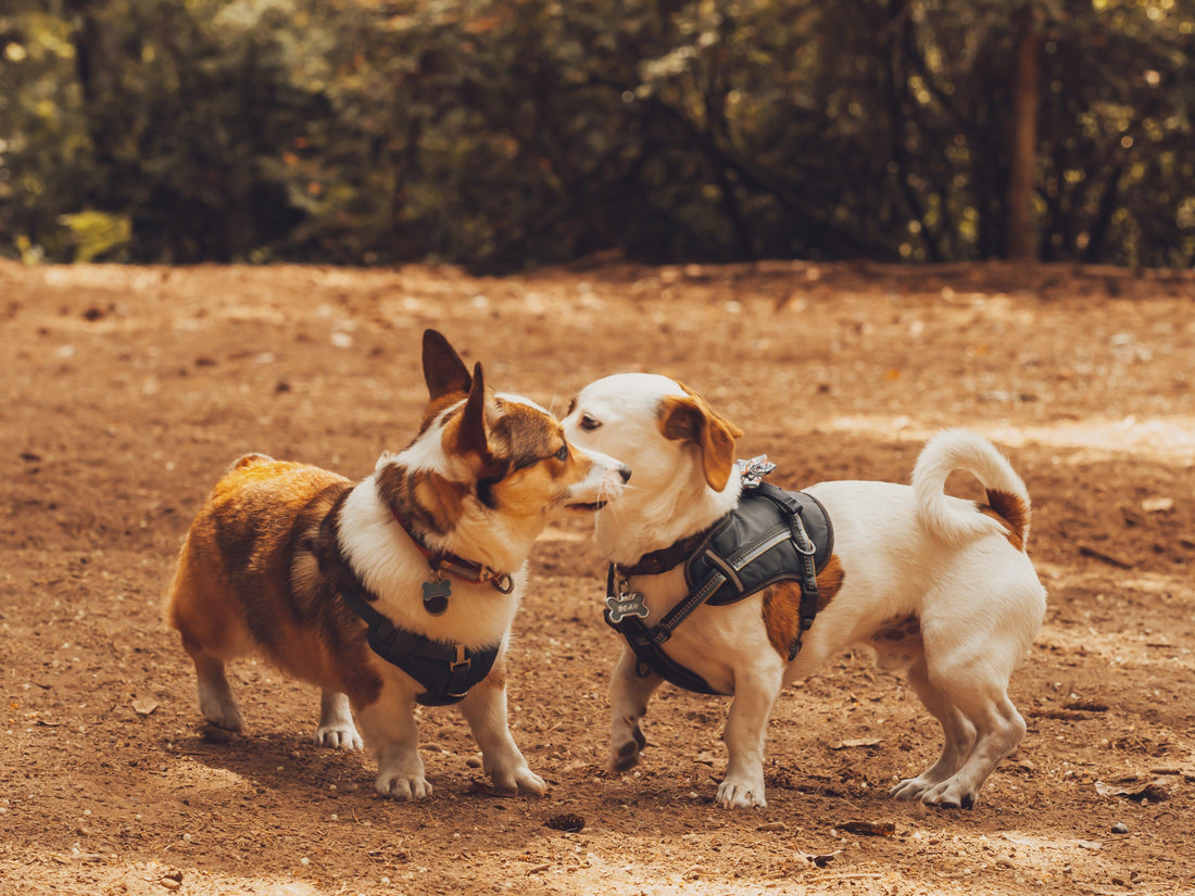 Köpek Parkına Gitmeden Önce Bilmeniz Gerekenler - Pups & Itchy