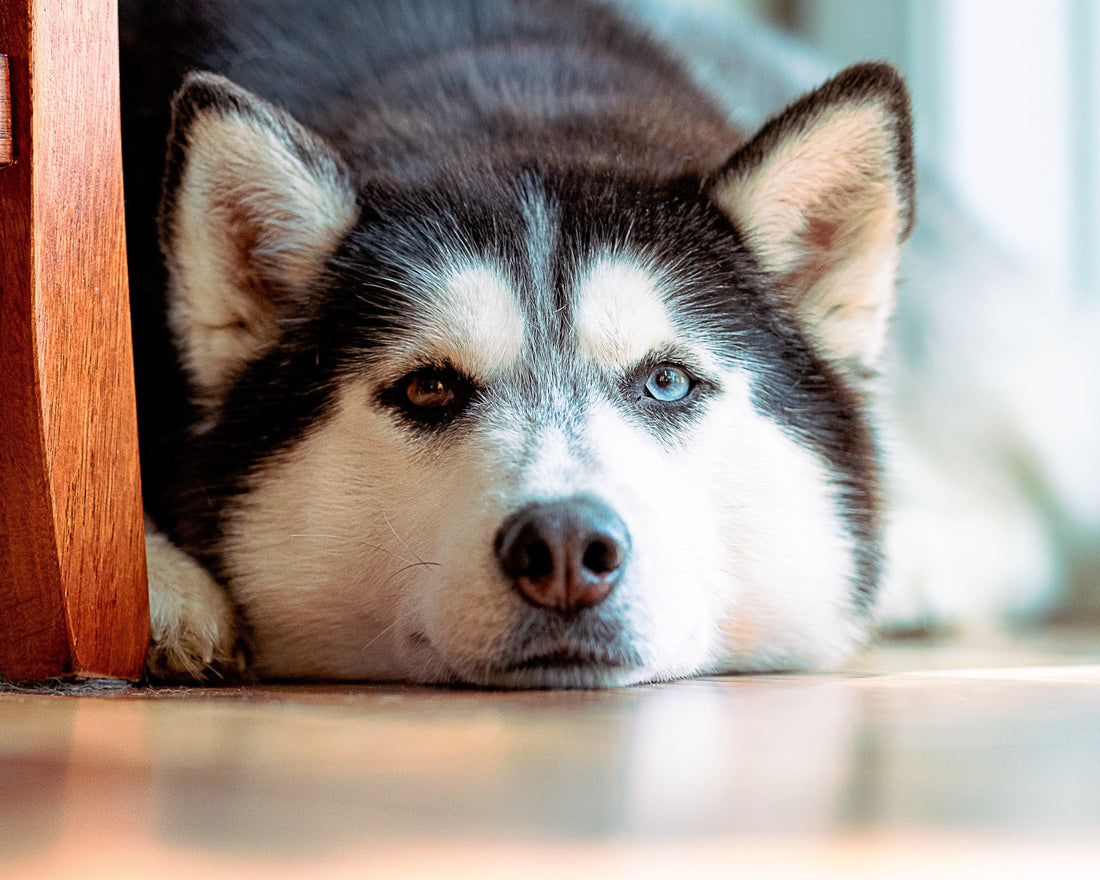 Breed Focus (Siberian Husky) - Pups & Itchy