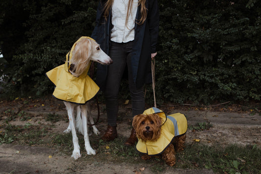 Köpekler için yağmurluk gerekli midir? Yağmurluk seçerken nelere dikkat etmemiz gerekmektedir? - Pups & Itchy