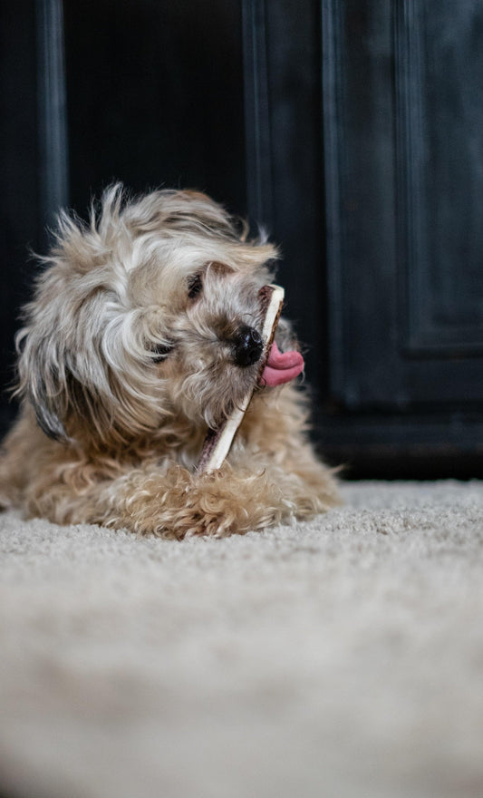 Köpeklerde Ağız Kokusu ve Diş Bakımı - Pups & Itchy