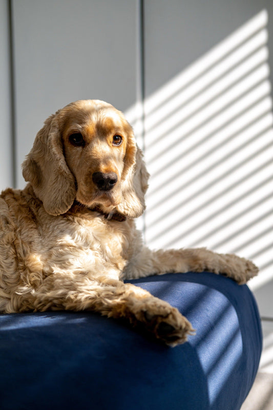 Breed Focus (American Cocker Spaniel) - Pups & Itchy