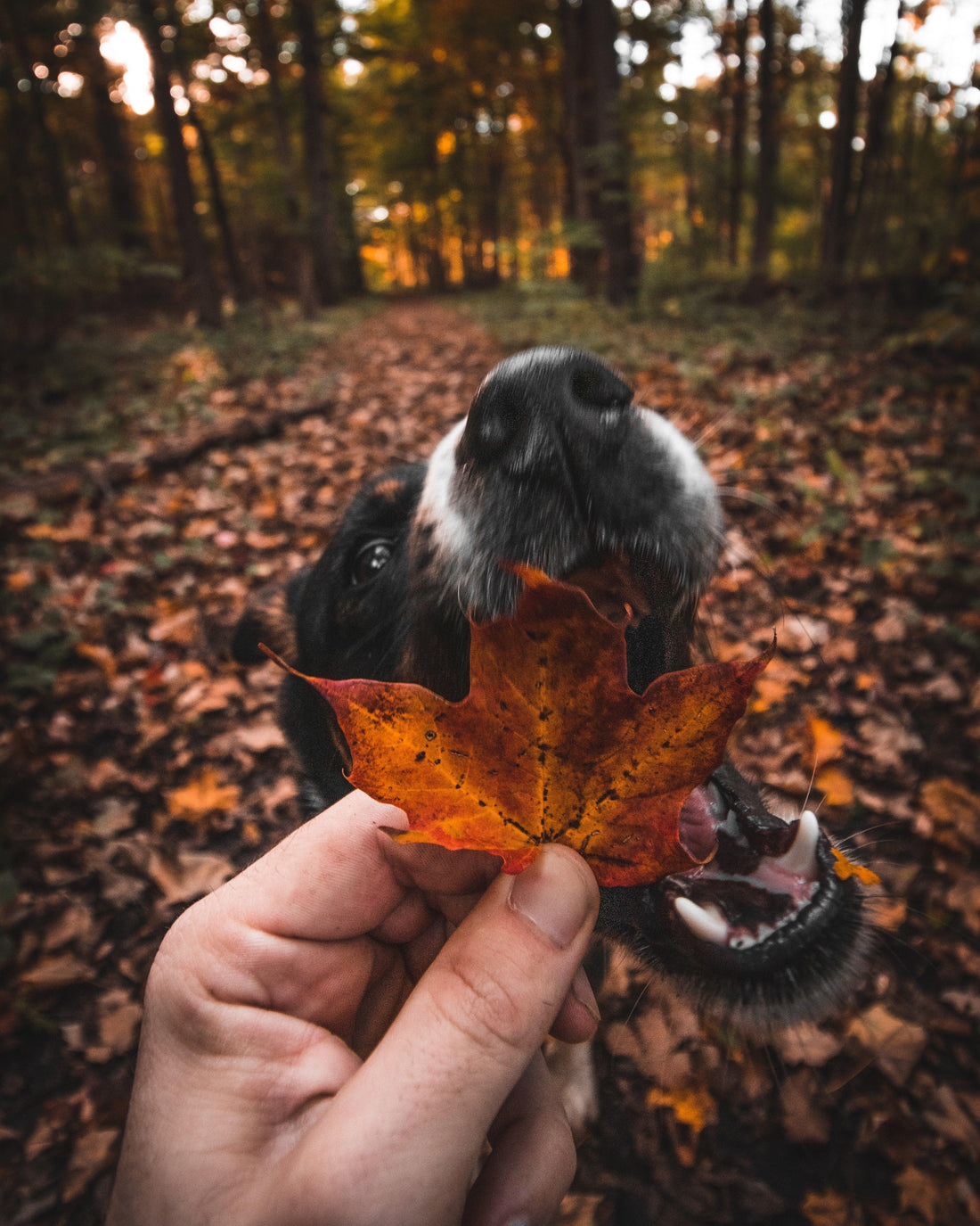 Köpekler ve Şaşırtıcı Sonbahar Tehlikeleri - Pups & Itchy