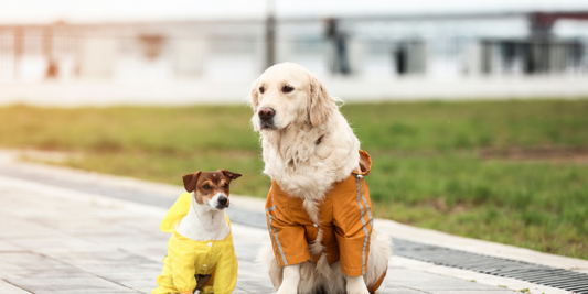 Köpek Yağmurluk Tulum Neden Tercih Etmelisiniz?