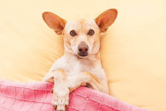 Köpeğinizin Uyuma Şekilleri Ne Anlama Geliyor?
