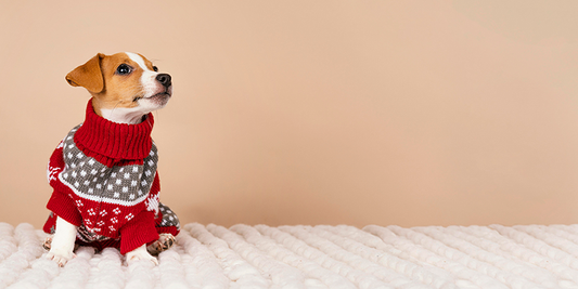 Köpek Elbisesi Alırken Dikkat Etmeniz Gereken 3 Nokta