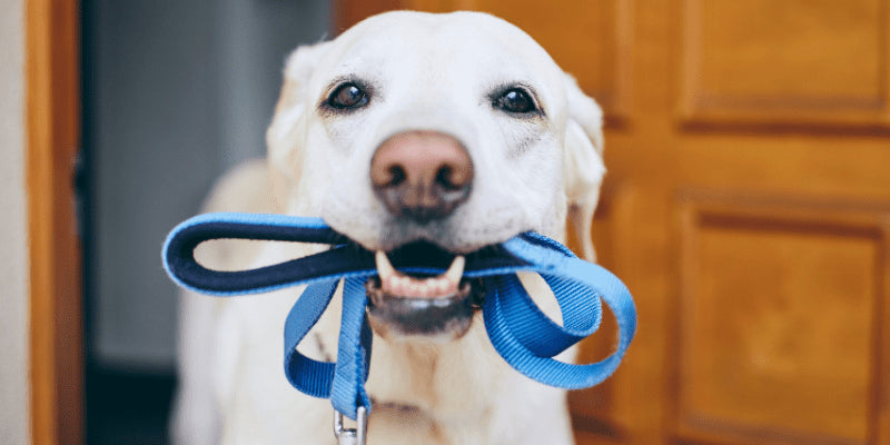 Köpek Gezdirmenin Önemi ve Faydaları Nelerdir?