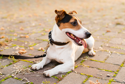 Doğru Köpek Tasma Seçimi Nasıl Yapılır?