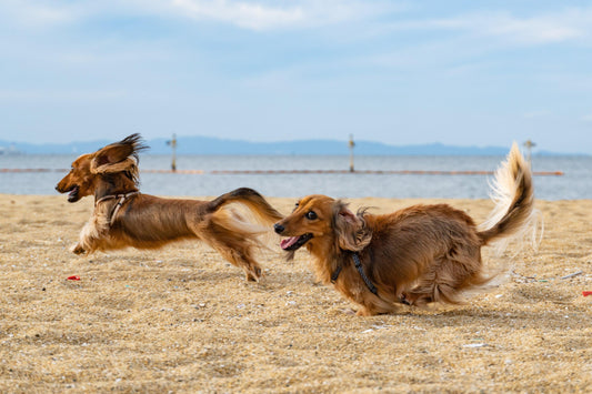 Köpek Zumu (Dog Zoomies) nedir? - Pups & Itchy