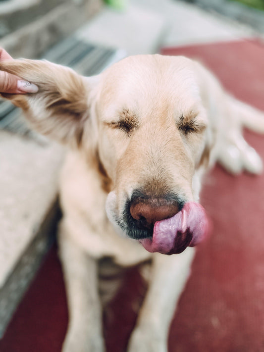 Köpek Kulak Bakımı: Köpeğinizin kulaklarını nasıl ve ne sıklıkla temizlemelisiniz? - Pups & Itchy