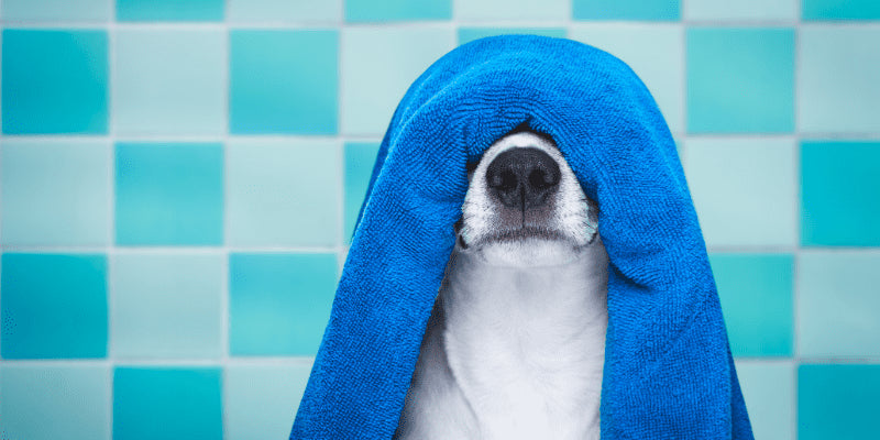 Köpek Kuru Şampuan Nedir? Nasıl Kullanılır?