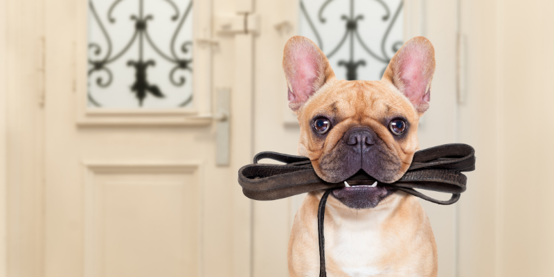 En Çok Tercih Edilen Köpek Tasma Çeşitleri Nelerdir?