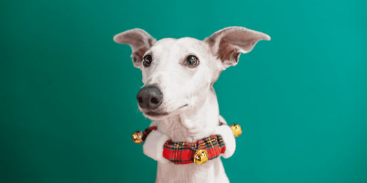 Köpek Tasması Neden Kullanılmalıdır?