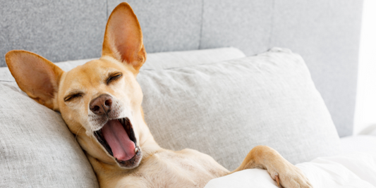 Köpek Yatağı Tercih Ederken Dikkat Edilmesi Gereken En Önemli Detaylar