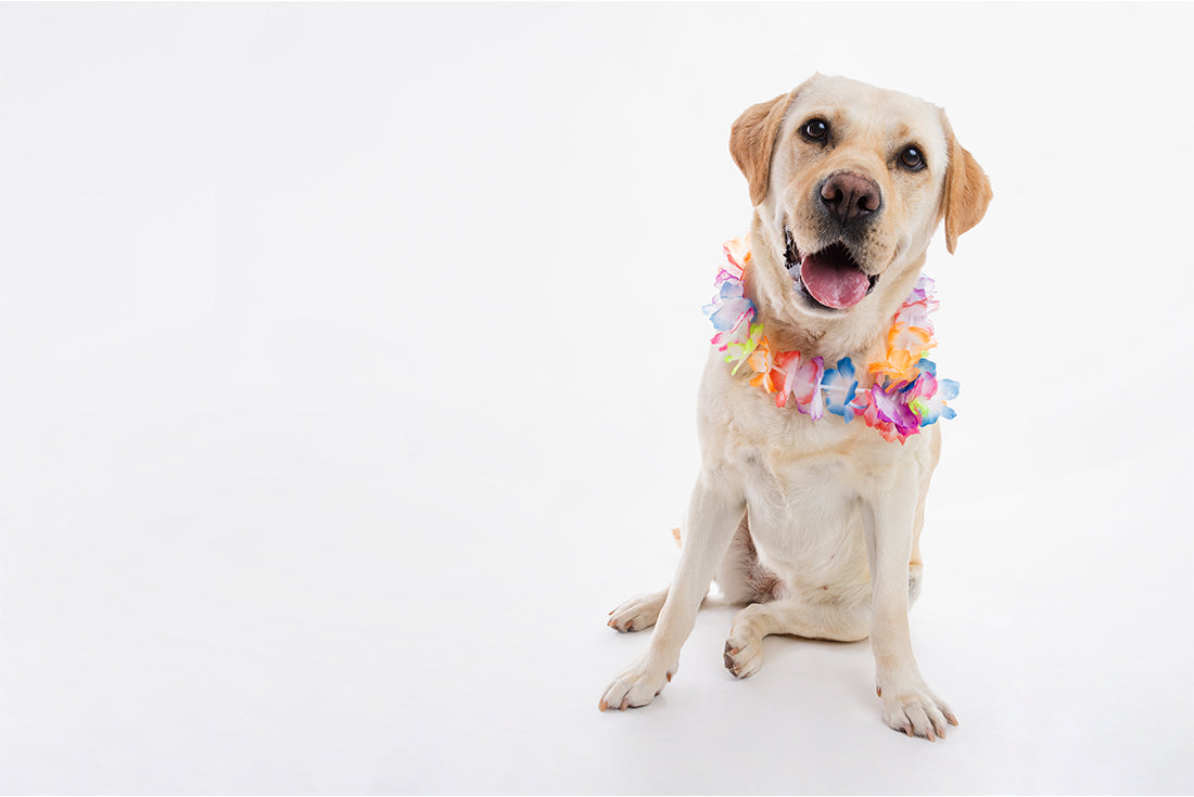 Köpek Boyun Tasmalarını Seçerken Neye Dikkat Etmeliyiz?