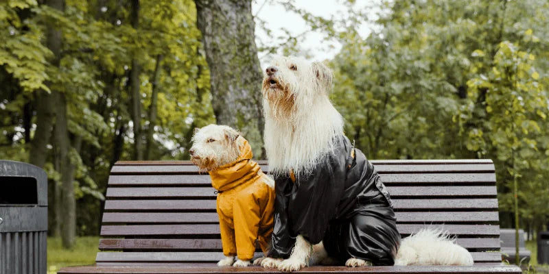 Köpekler İçin Yağmurluk: Avantajları Nelerdir?