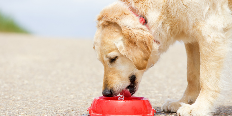 Köpeğiniz İçin Su Kabını Nasıl Seçmelisiniz?