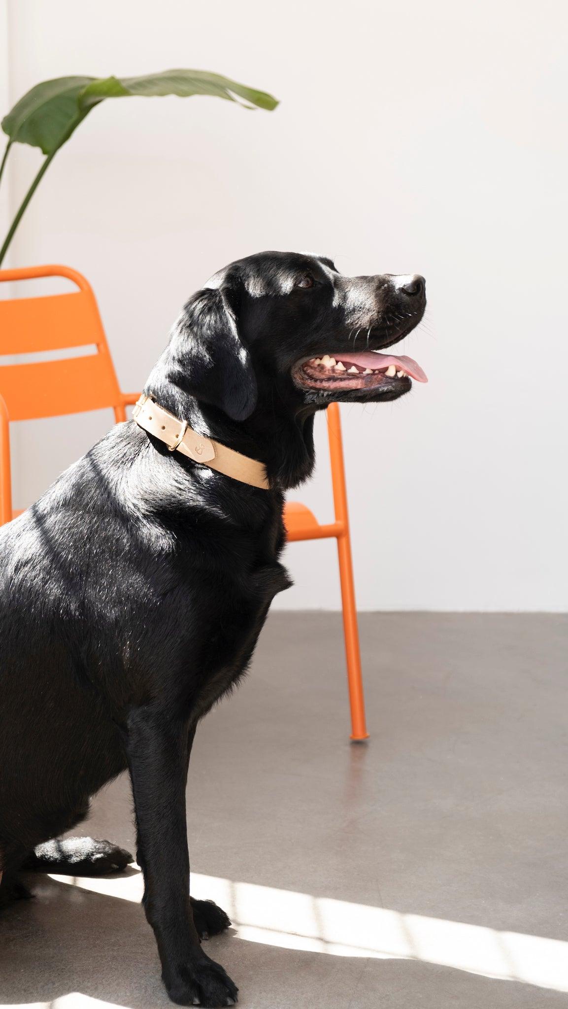 Boyun Tasması - Beige - Pups & Itchy