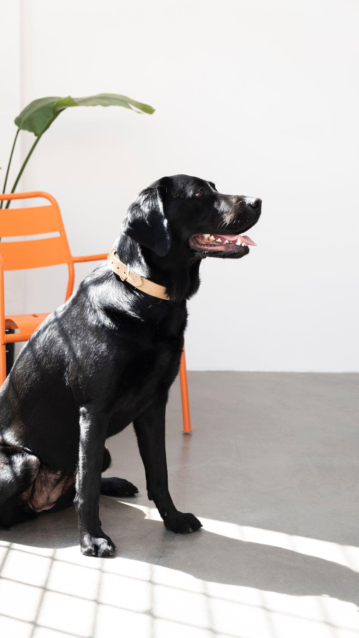 Boyun Tasması - Beige - Pups & Itchy