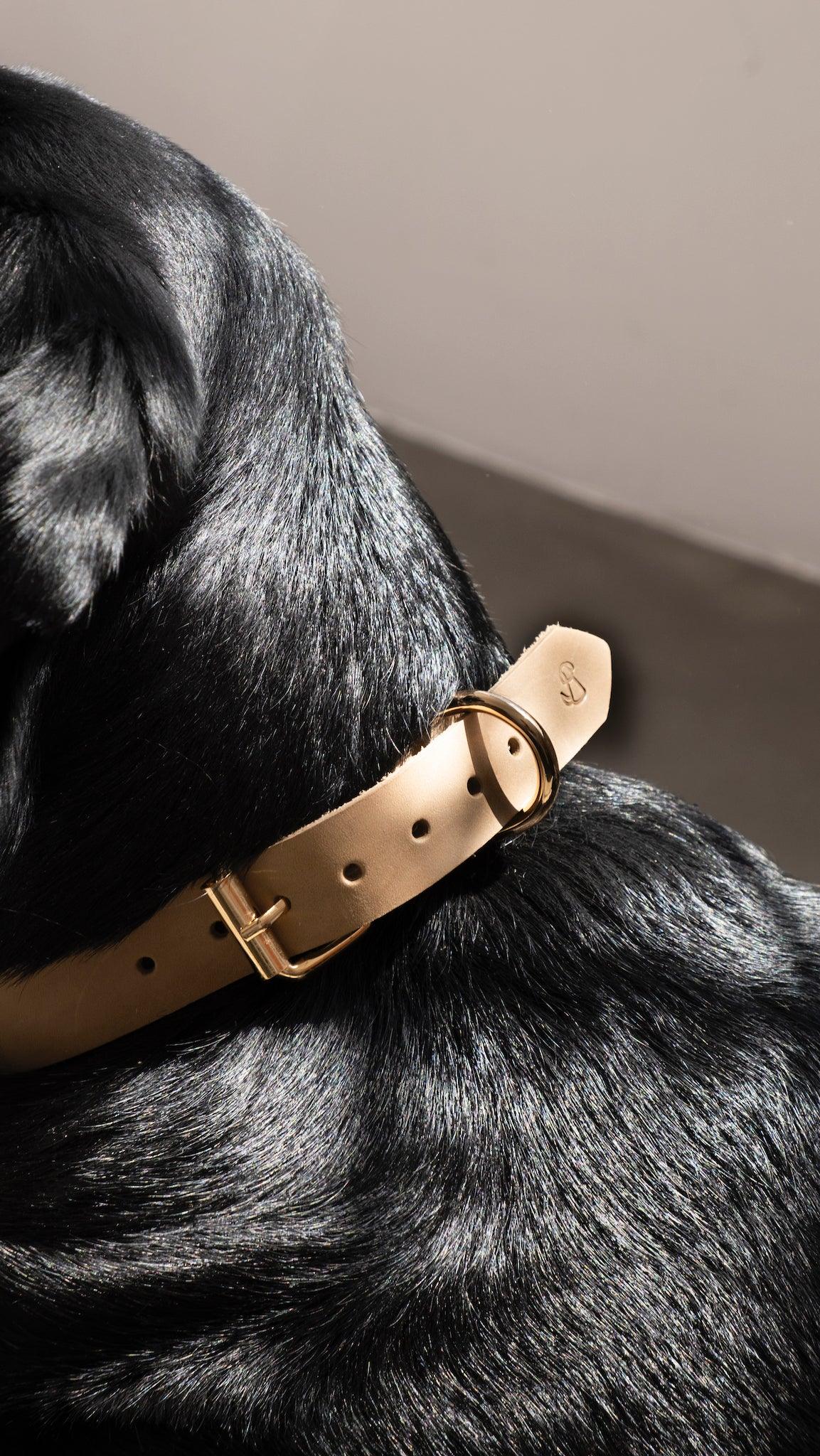 Boyun Tasması - Beige - Pups & Itchy